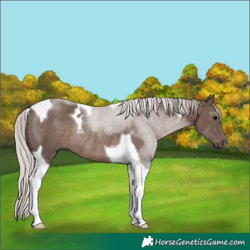 Horse Color:Silver Black Tobiano Rabicano 