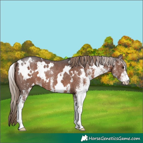 Horse Color:White Spotted Liver Chestnut Rabicano 