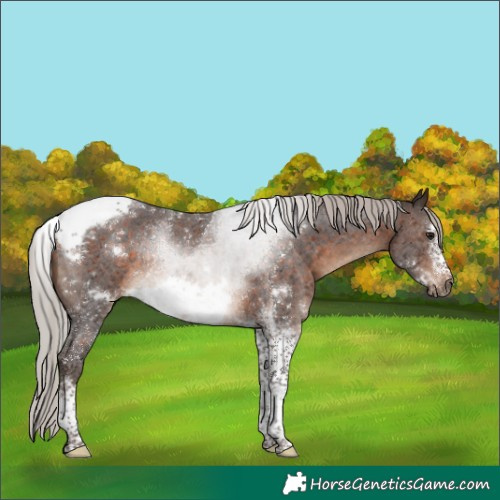 Horse Color:Silver Brown Sabino Tobiano Frame Rabicano 