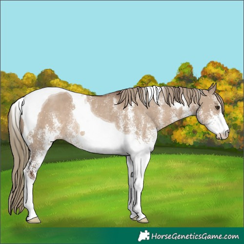 Horse Color:White Spotted Liver Red Dun Tobiano Rabicano