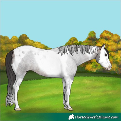 Horse Color:Brown Roan Splash Tobiano 