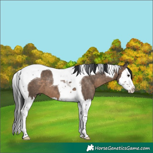 Horse Color:Brown Dun Splash Tobiano 