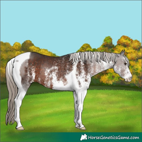 Horse Color:White Spotted Liver Chestnut Tobiano Rabicano 