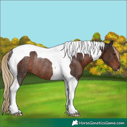 Horse Color:Liver Chestnut Tobiano Rabicano 