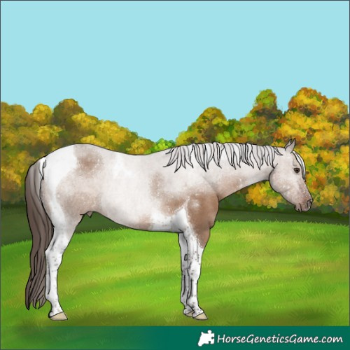 Horse Color:Liver Red Dun Tobiano Rabicano 