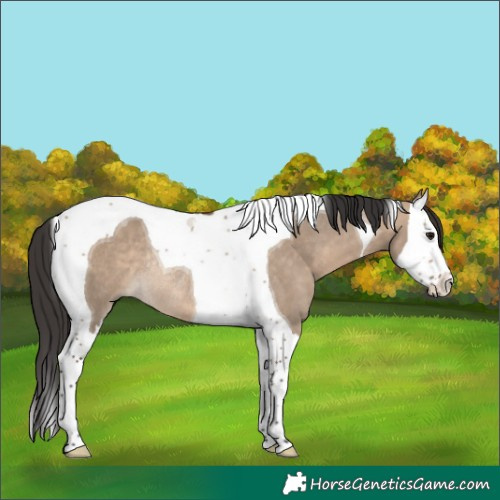 Horse Color:Bay Dun Splash Tobiano Rabicano 