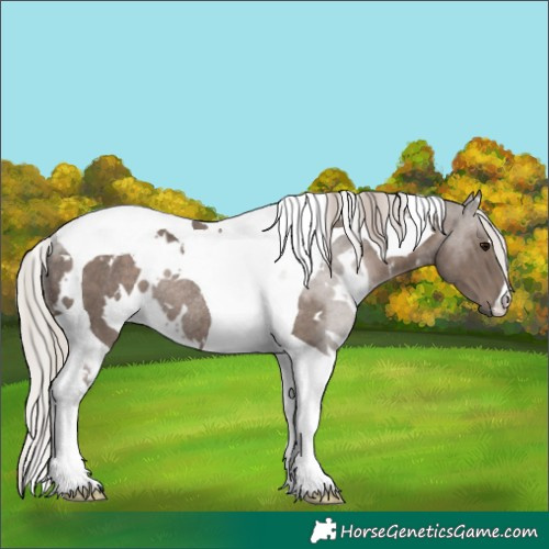 Horse Color:White Spotted Silver Black Tobiano Rabicano 