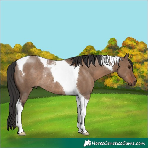 Horse Color:Liver Red Dun Tobiano Rabicano 