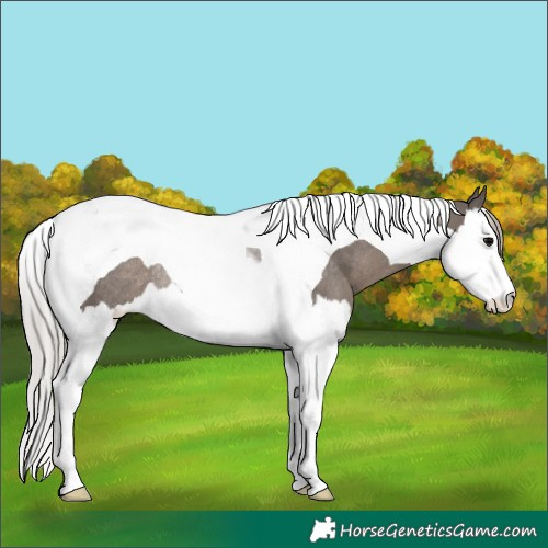 Horse Color:Silver Black Splash Tobiano Rabicano