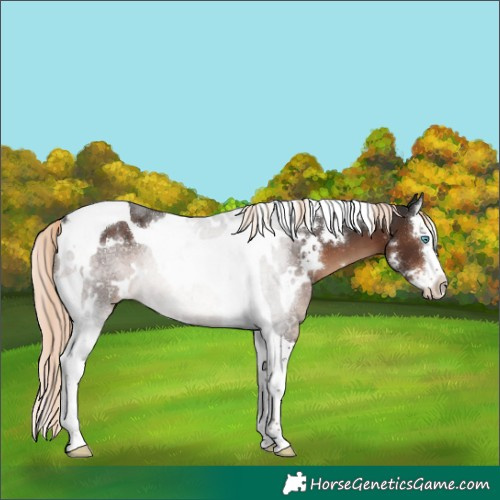 Horse Color:White Spotted Liver Chestnut Splash Tobiano Rabicano 