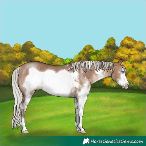 Horse Color:White Spotted Silver Brown Dun Frame Rabicano 