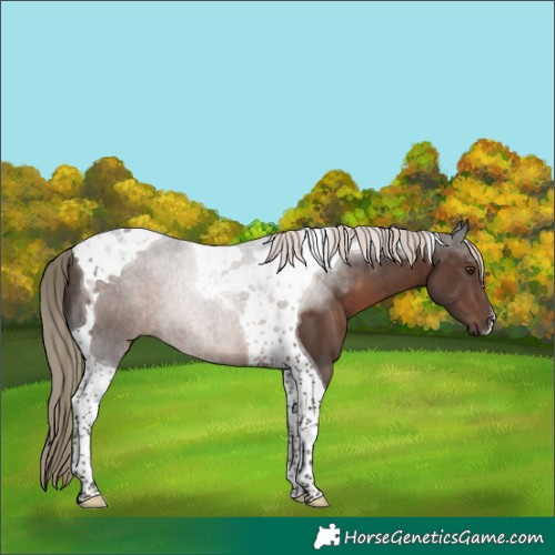 Horse Color:Liver Chestnut Tobiano 