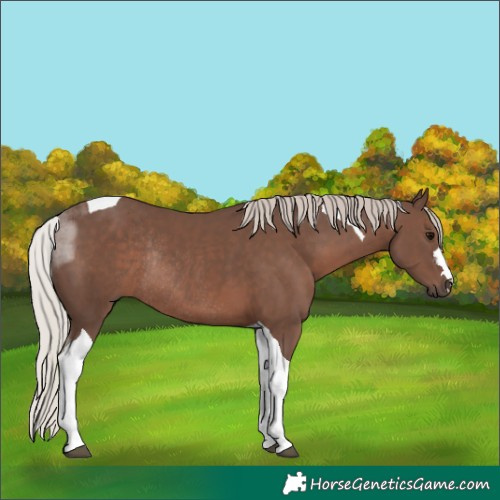 Horse Color:Silver Black Tobiano Rabicano 