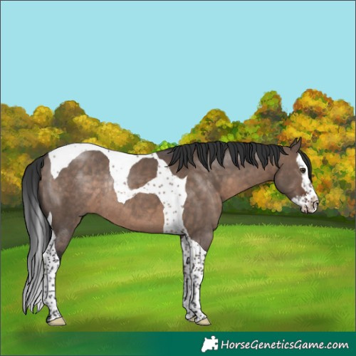Horse Color:Brown Dun Mushroom Splash Tobiano Rabicano 
