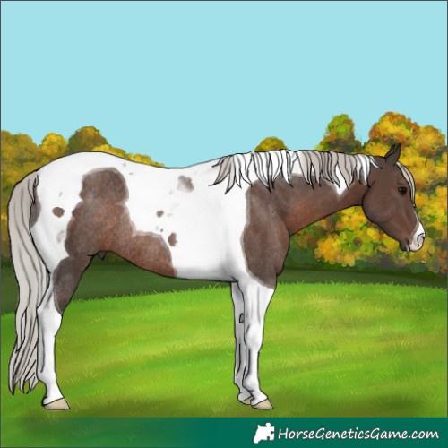 Horse Color:Silver Black Tobiano Rabicano 