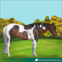 Horse Color:Brown Tobiano Rabicano