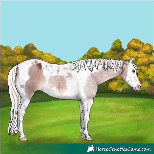 Horse Color:Silver Bay Splash Tobiano Rabicano 