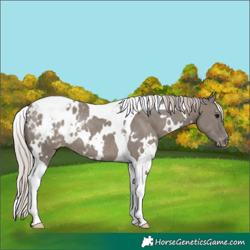 Horse Color:White Spotted Silver Grullo Tobiano Appaloosa Rabicano