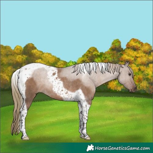 Horse Color:Liver Red Dun Tobiano Rabicano 