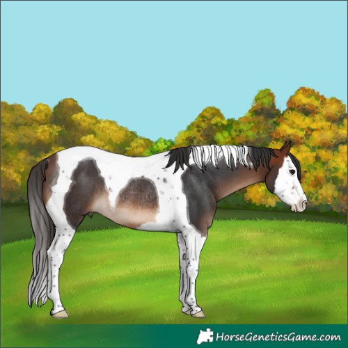 Horse Color:Bay Splash Tobiano Rabicano 