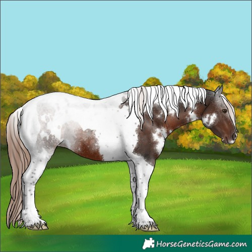 Horse Color:White Spotted Liver Chestnut Tobiano 