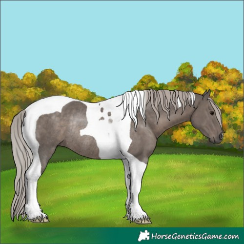 Horse Color:Silver Black Tobiano Rabicano 