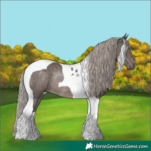 Horse Color:Silver Black Tobiano Rabicano 