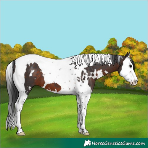 Horse Color:White Spotted Brown Splash Tobiano