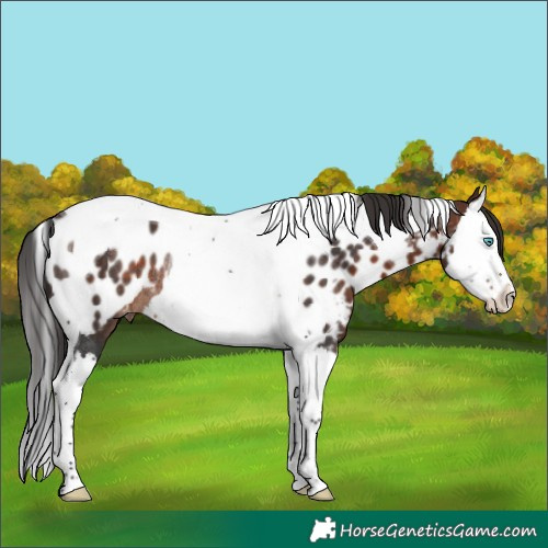 Horse Color:Brown Splash Tobiano Near Leopard Rabicano 