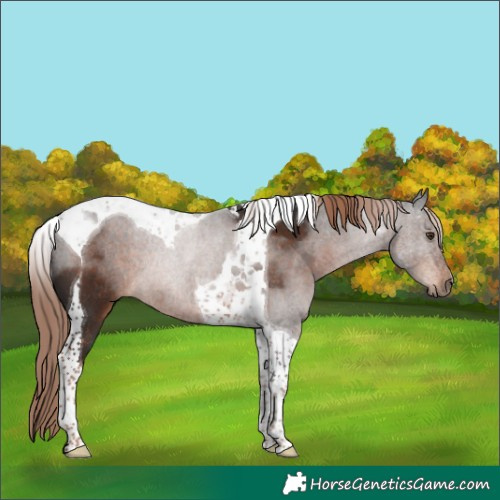 Horse Color:Liver Chestnut Tobiano Rabicano