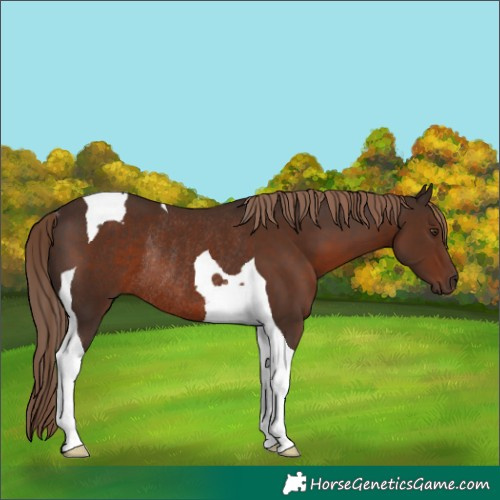 Horse Color:Liver Chestnut Tobiano Rabicano 