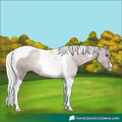 Horse Color:Silver Black Tobiano Rabicano 