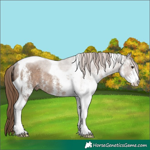 Horse Color:White Spotted Liver Red Dun Tobiano Rabicano 