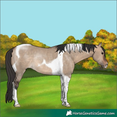 Horse Color:Bay Dun Tobiano Rabicano 