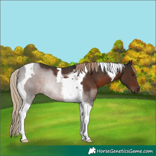 Horse Color:Liver Chestnut Tobiano Rabicano