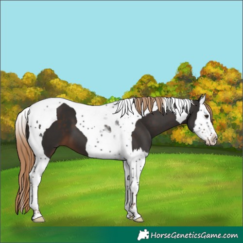 Horse Color:Liver Chestnut Splash Tobiano 