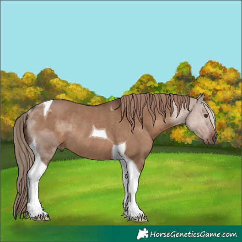 Horse Color:Liver Red Dun Tobiano Rabicano 