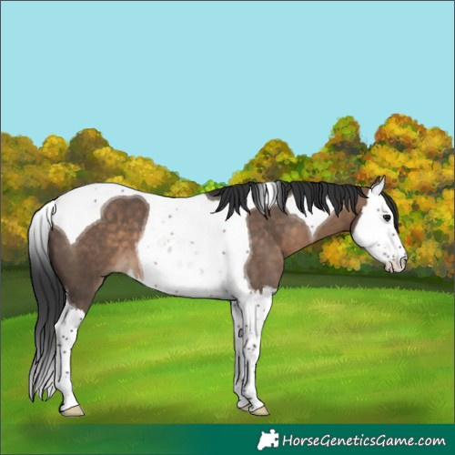 Horse Color:Brown Dun Splash Tobiano 