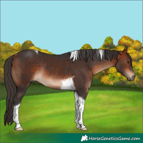 Horse Color:Bay Tobiano Rabicano 
