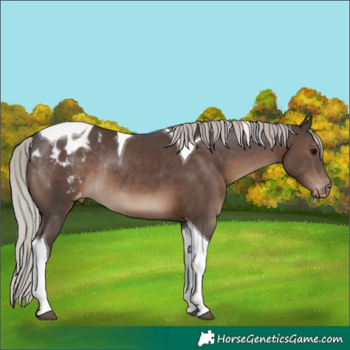 Horse Color:Silver Black Tobiano Blanket Rabicano 
