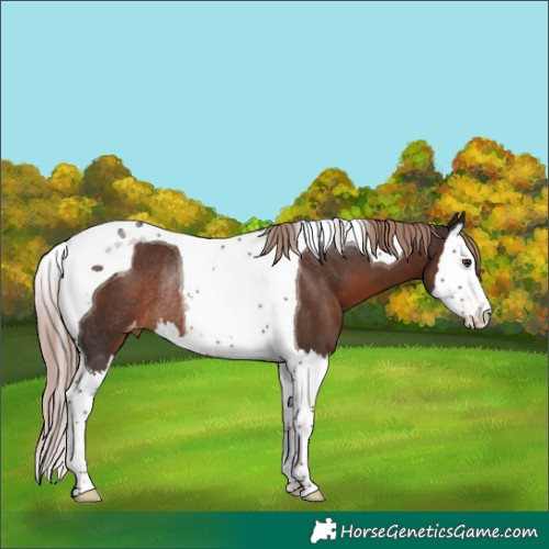 Horse Color:Liver Chestnut Splash Tobiano Varnish Rabicano 