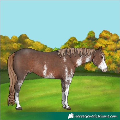 Horse Color:White Spotted Liver Chestnut Rabicano 