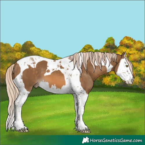 Horse Color:Chocolate Palomino Splash Tobiano 