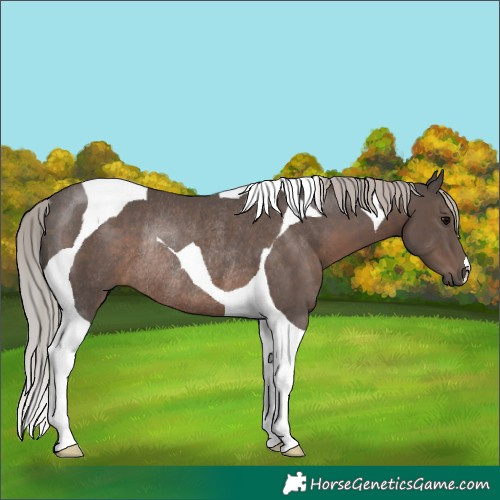 Horse Color:Silver Black Tobiano Rabicano