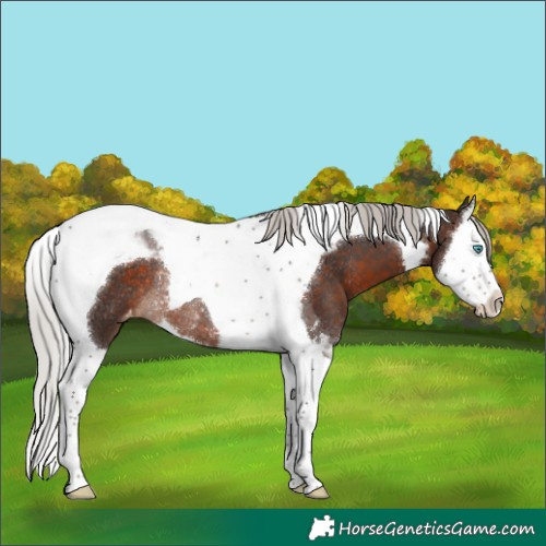 Horse Color:Silver Brown Splash Tobiano Varnish Rabicano 