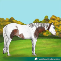 Horse Color:Silver Brown Splash Tobiano Varnish Rabicano