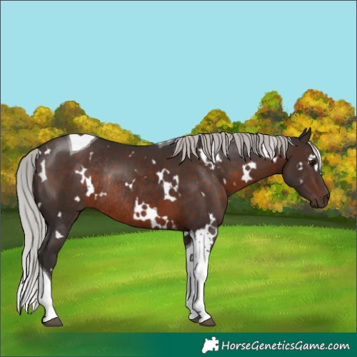 Horse Color:White Spotted Silver Brown Tobiano Rabicano 