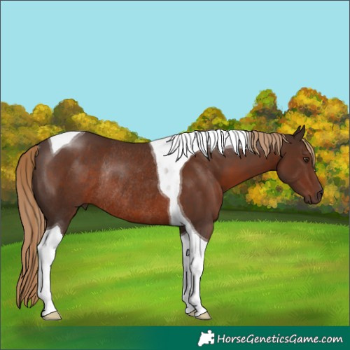 Horse Color:Liver Chestnut Tobiano Rabicano 