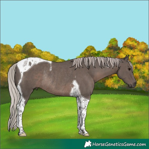 Horse Color:Silver Black Tobiano Rabicano