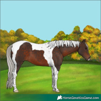 Horse Color:Silver Brown Tobiano 